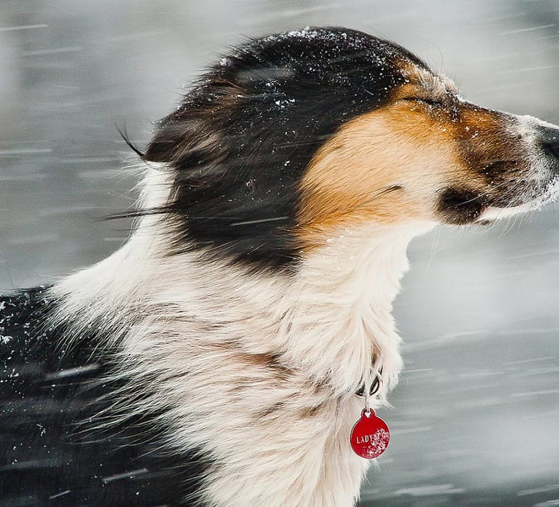 Wind And Snow, cute, snout, graphy, snow, wind, dog, winter, HD wallpaper