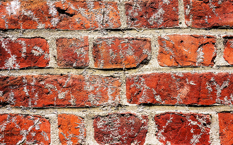 red brickwall, close-up, red bricks, bricks textures, red bricks wall, macro, bricks, wall, red bricks background, red stone background, HD wallpaper