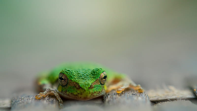 Frogs, Frog, Amphibian, HD wallpaper