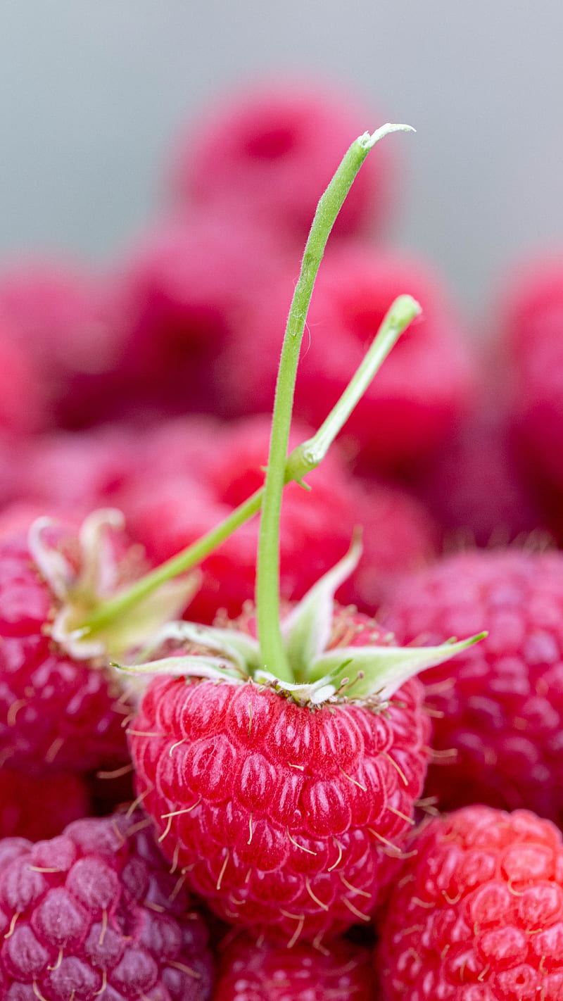 Rasberry , close up, juicy, ripe, berries, raspberry, food, red, pink, HD phone wallpaper