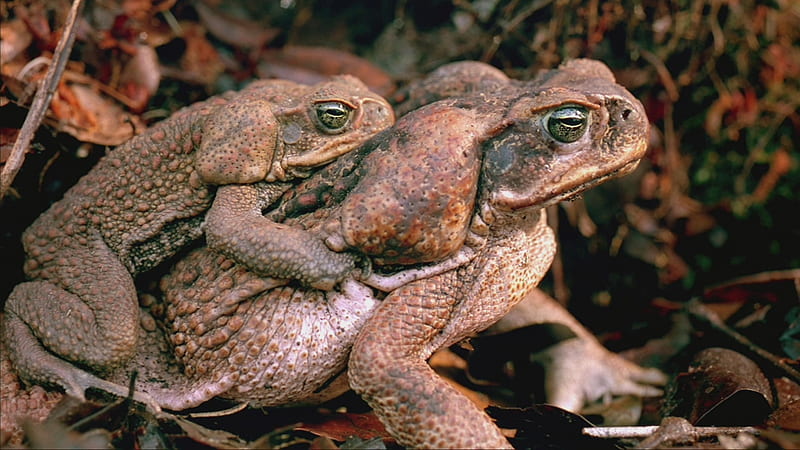 Harold and Gertrude, toads, rotterdam, animals, HD wallpaper
