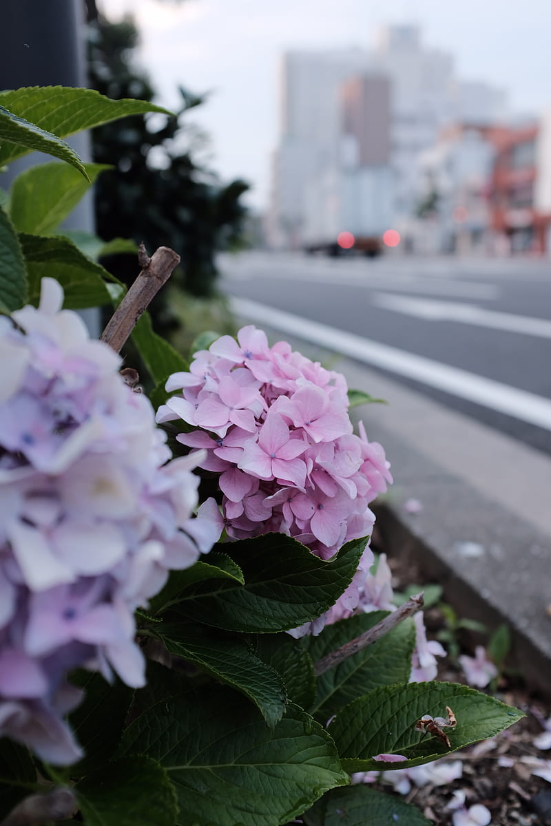 pink and blue hydrangea flowers near road, HD phone wallpaper