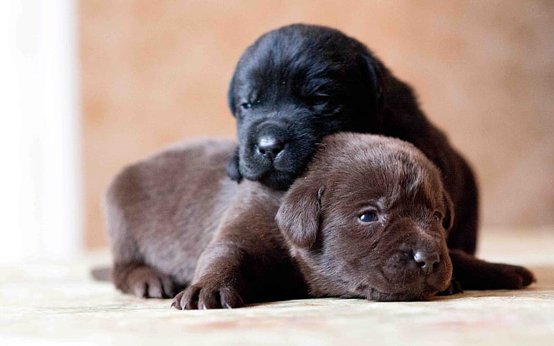 black labrador, puppies, chocolate labrador, cute animals, dogs, pets, cute dogs, labradors, brown retriever, retriever, HD wallpaper