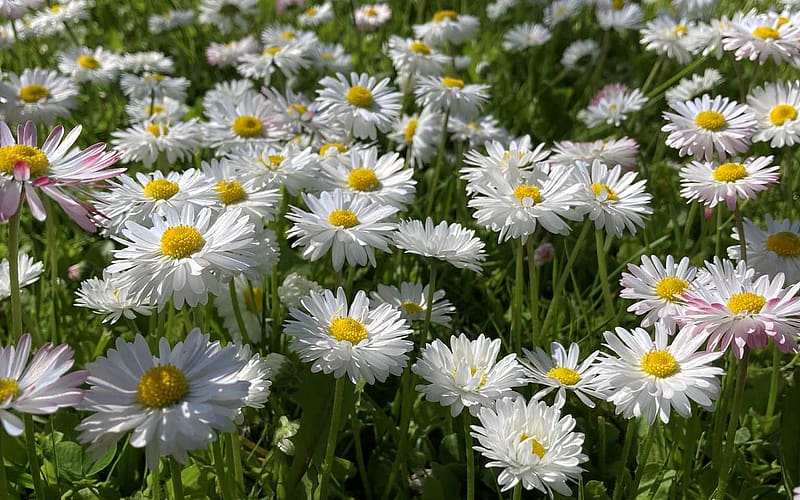 Daisies, Latvia, meadow, macro, HD wallpaper