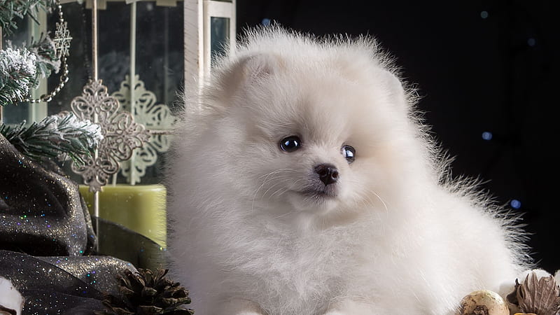 dog, puppy, white, beautiful 16:9 background, 2560X1440 Dog, HD wallpaper