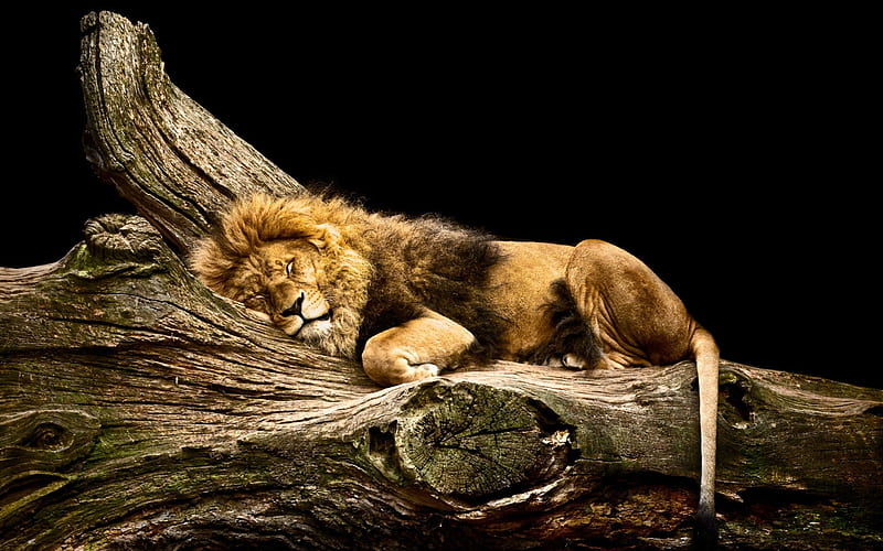 Sleeping Lion, feline, mane, lion, wild, HD wallpaper