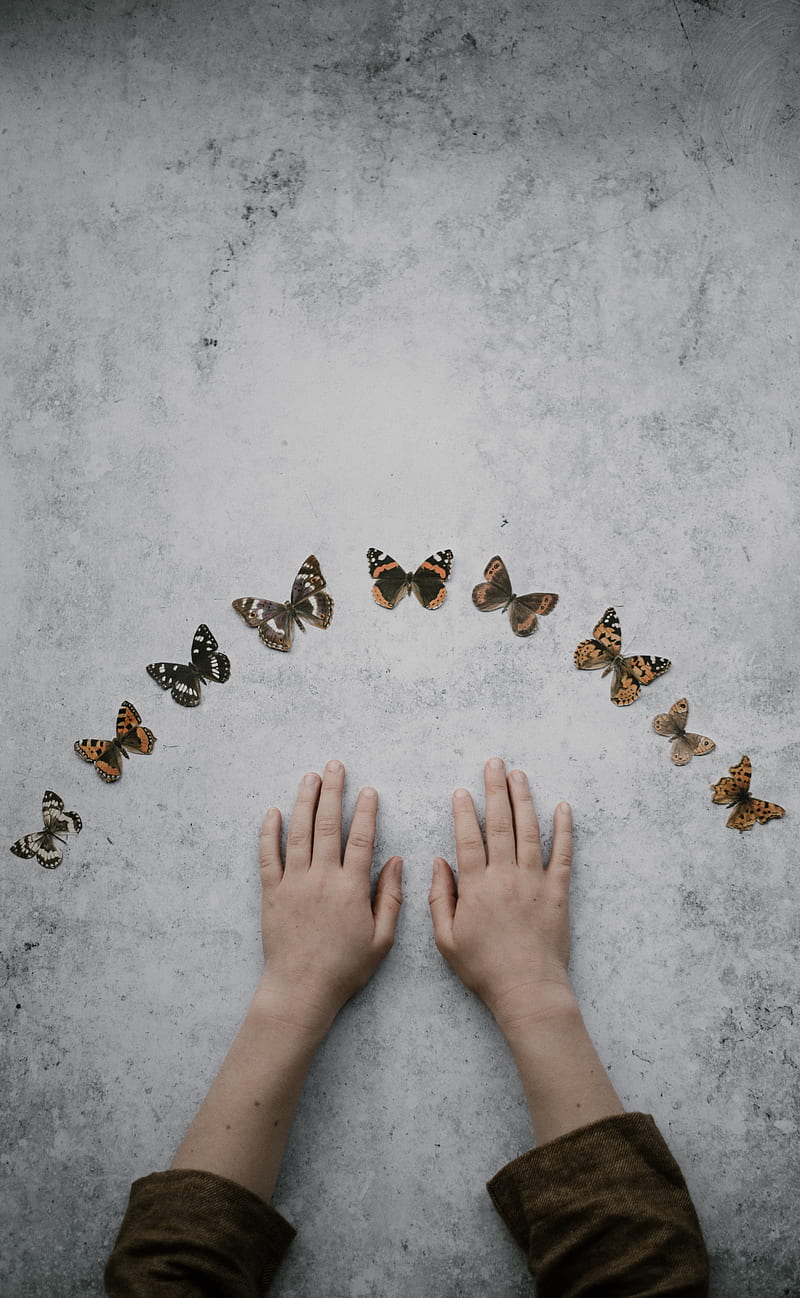 butterflies collection, HD phone wallpaper