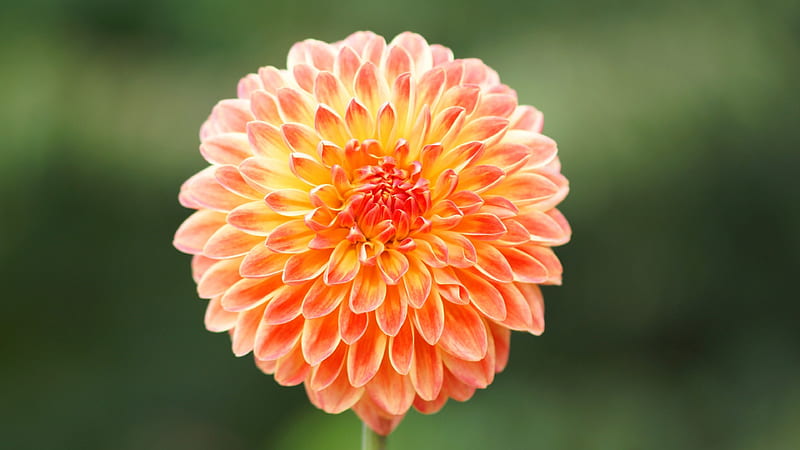 Dahlia, Red, Orange, Dalea, Mandarin Orange, Daria, 3840x2160 flowers, Flower, HD wallpaper