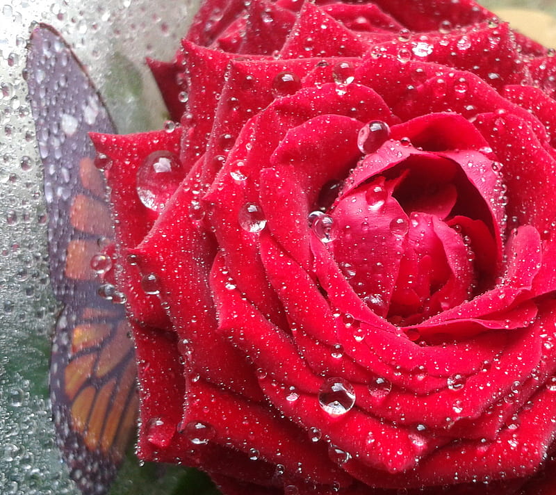 Rose, regen, HD wallpaper