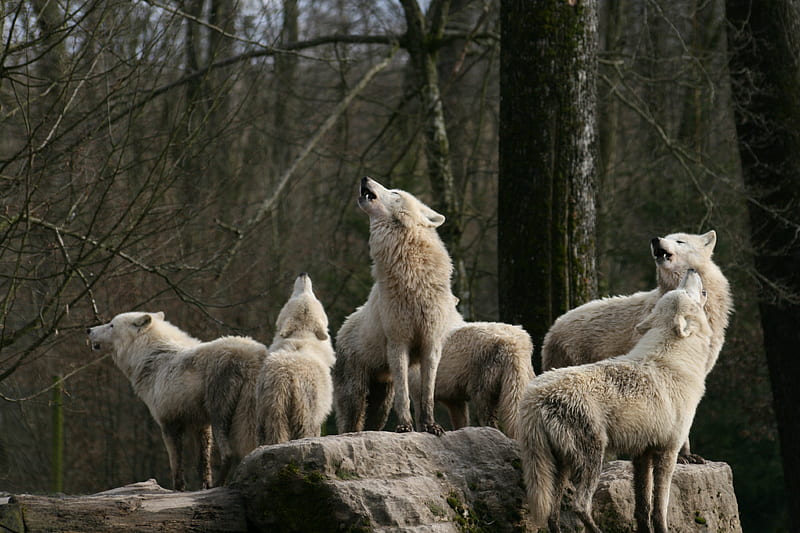 White Wolfpack howling, predator, wilderness, forest, wolves, HD wallpaper