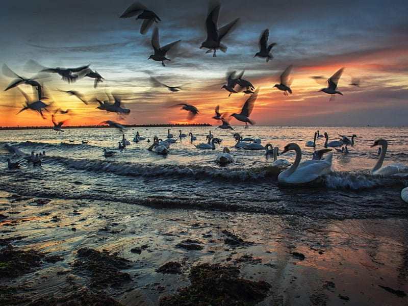 Beach Sunset, birds, sea gull, nature, sunset, clouds, swan, HD wallpaper