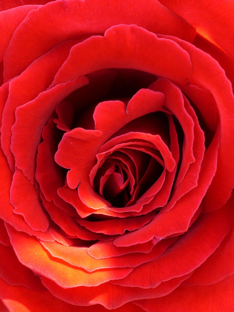 Petals, red, macro, rose, light, HD phone wallpaper | Peakpx