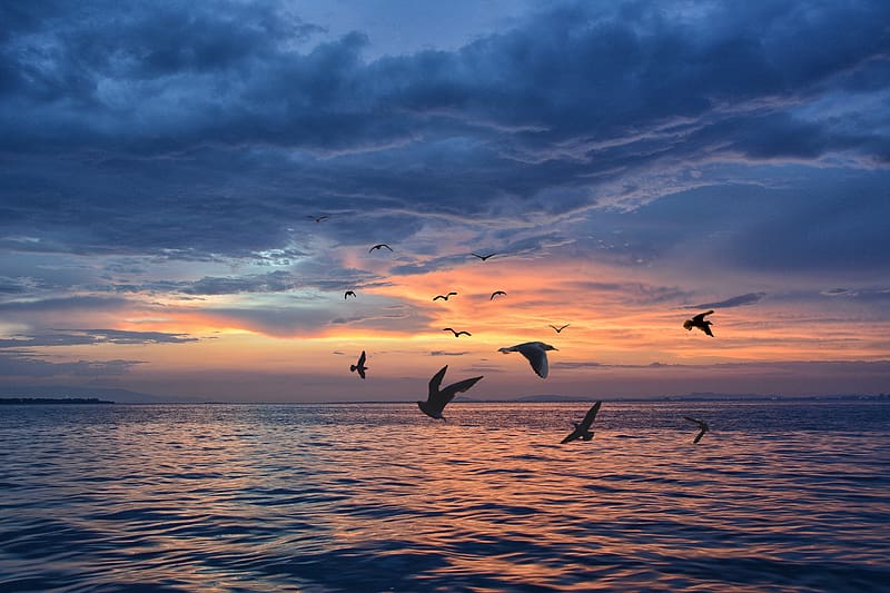 Birds fly over the water underneath a cloudy sunset, sun, water, ocean, sunset, relaxing, blue, sea, birds, bird, coast, gold, clouds, sky, HD wallpaper