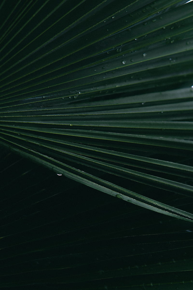 leaf, drops, surface, macro, green, HD phone wallpaper