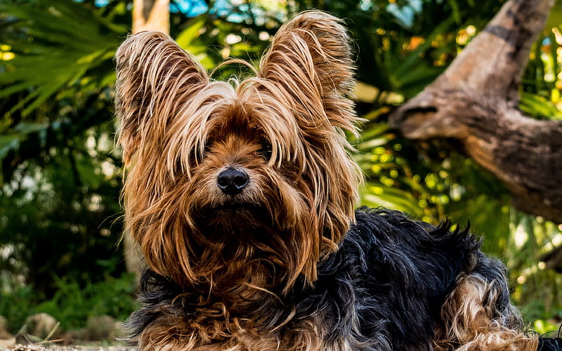 yorkshire terrier, blur, dogs, york, HD wallpaper