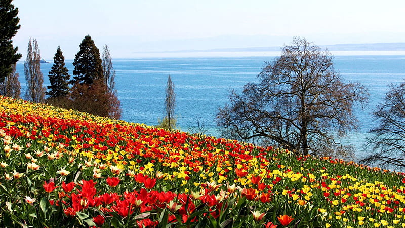Spring at Mainau Island, Lake Bodensee, tulips, germany, meadow, blossoms, sky, trees, HD wallpaper