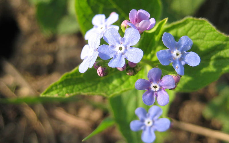 forget me not-Flowers, HD wallpaper