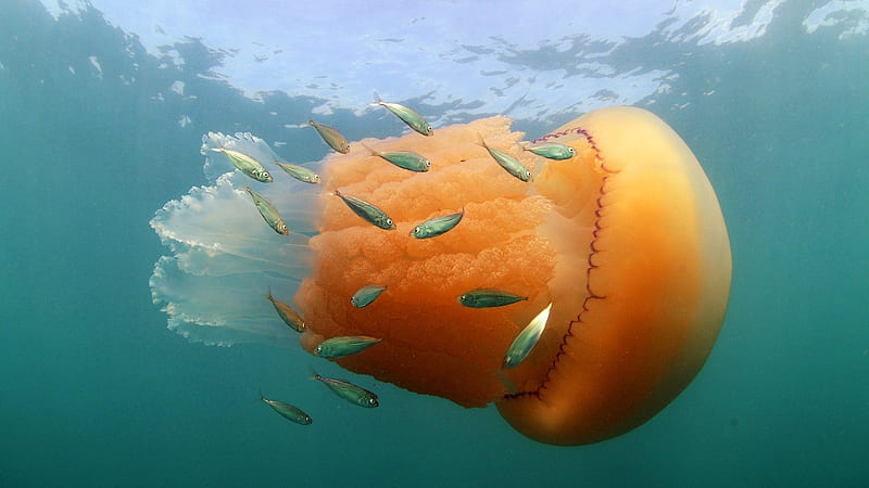 Tsianeya, huge orange jellyfish, fish, jellyfish, Dorset, Purbeck, England Kimmeridge, HD wallpaper