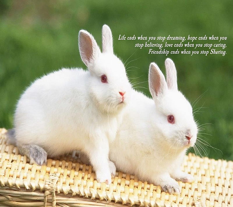 Cute friendship, friends, rabbit, saying, true, HD wallpaper