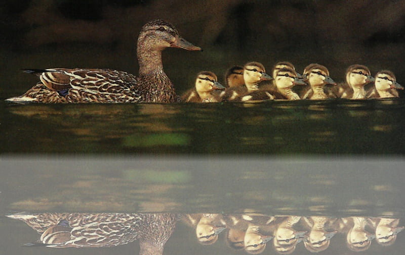 Ducks in a Row, animal, graphy, duck, bird, avian, wide screen, wildlife, mallard, ducklings, HD wallpaper