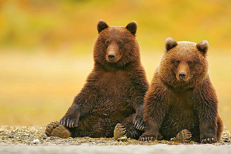 Rest stop, brown, sitting, bears, animals, field, pair, HD wallpaper