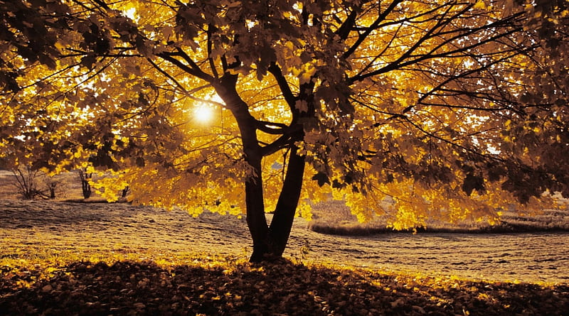 Autumn shadows, forest, fall, autumn, sun, sunlight, shadow, tree, nature, field, scene, landscape, light, wood, meadow, HD wallpaper