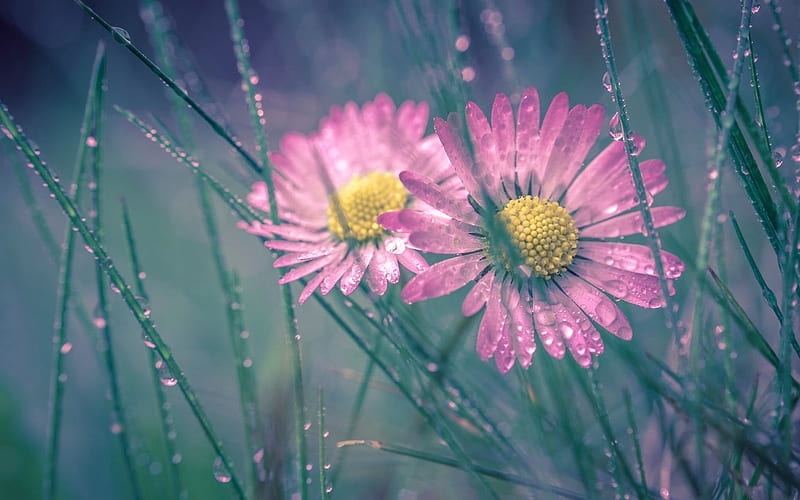 dew drops, grass, pink daisies, HD wallpaper