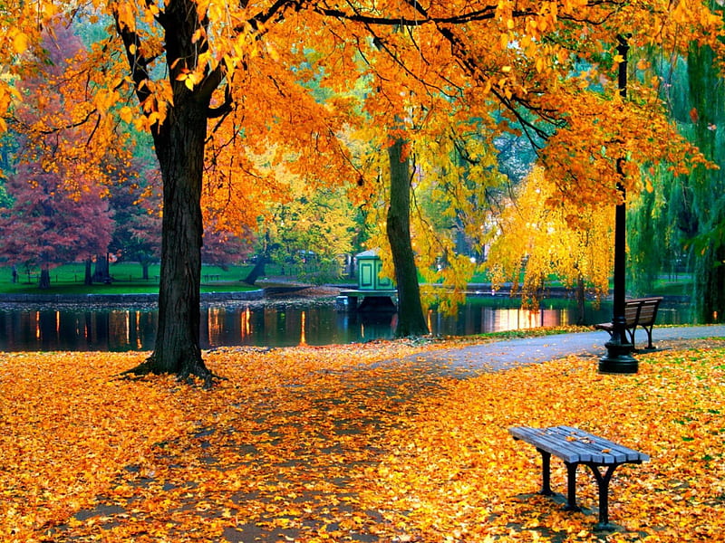 Autumn garden, pretty, falling, foliage, mirrored, nice, calm, reflection, rest, lovely, lanterns, warm, relax, park, trees, sit, water, alleys, garden, fall, colorful, autumn, sunny, bonito, leaves, green, forest, bench, colors, lake, pond, peaceful, pleasure, nature, walk, branches, HD wallpaper