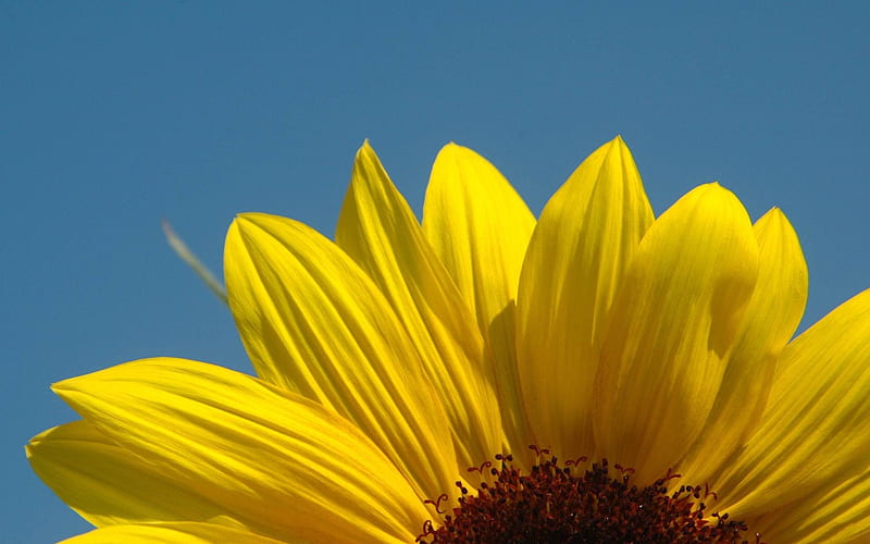 Sunflower close-up 06, HD wallpaper