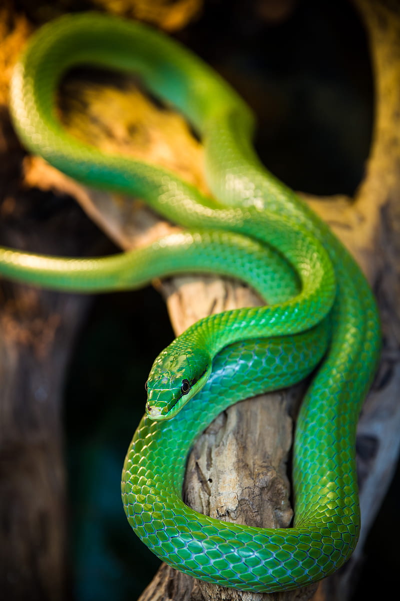 selective focus graphy green snake on tree branch, HD phone wallpaper