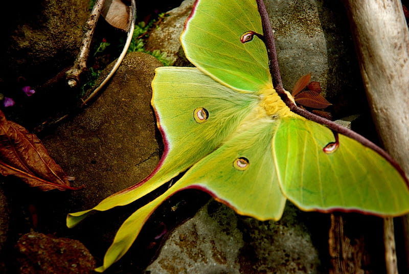Arkansas luna moth, shine, two, tails, silky, HD wallpaper