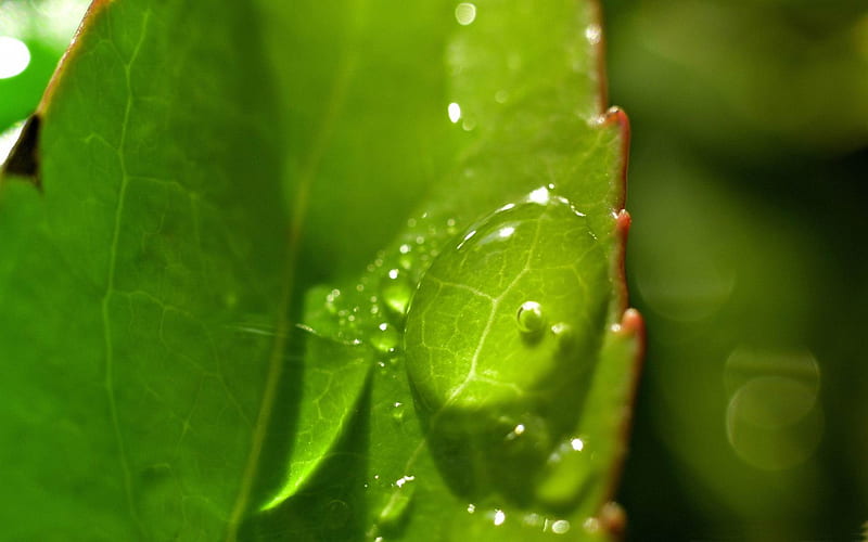 drops on leaves-Plant close-up, HD wallpaper