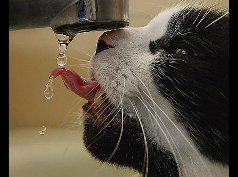 thirsty cat, cute, fountain, water, kitty, fun, HD wallpaper