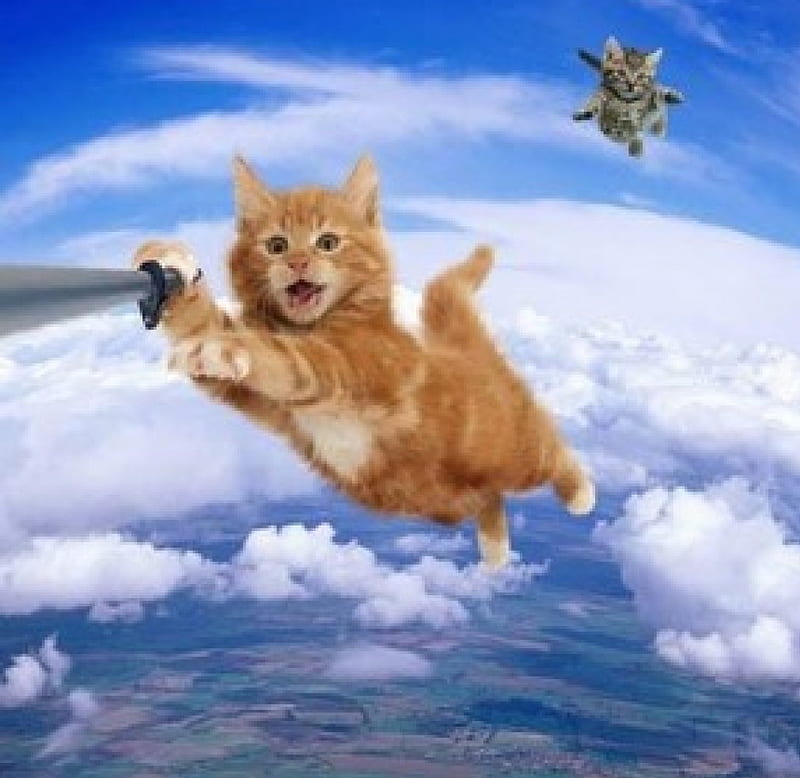 Flying cats, funny, cats, animals, flying, HD wallpaper