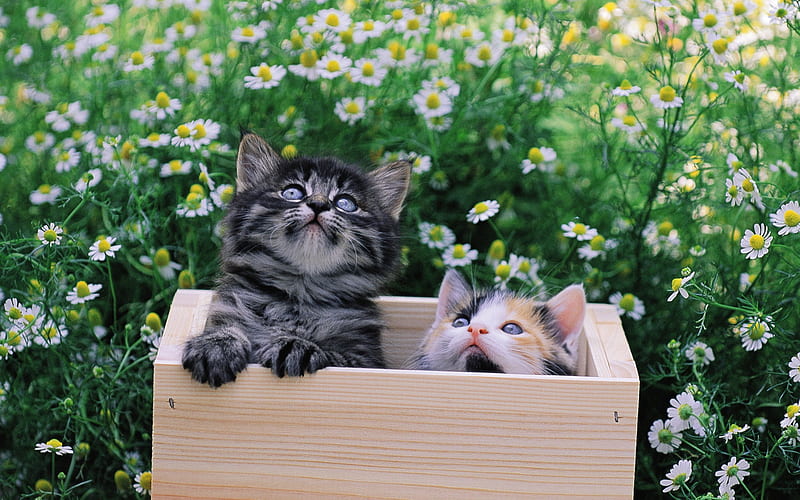 Two kittens in wooden box, HD wallpaper