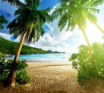 Sunset, palm, sea, tropic, HD wallpaper | Peakpx