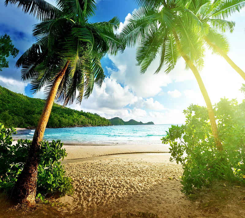 Tropical Beach, coast, palms, sea, summer, tropics, HD wallpaper