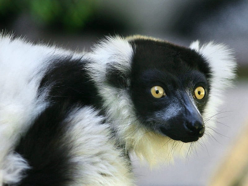Black and White Ruffled Lemur, cute, lemur, black, white, eyes, animal, HD wallpaper