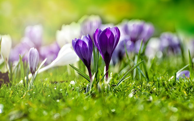 crocuses, purple spring flowers, wildflowers, green grass, HD wallpaper