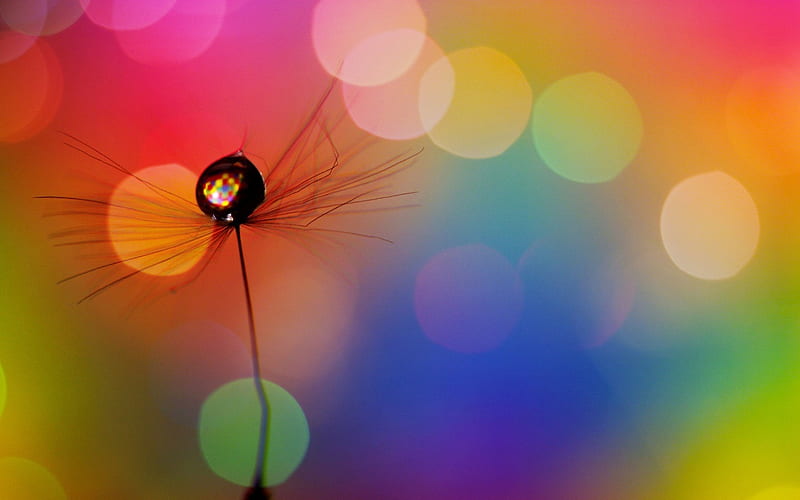 Dandelion Seed II, seed, dandelion, graphy, drop, multicolor, dew, rainbow, abstract, HD wallpaper