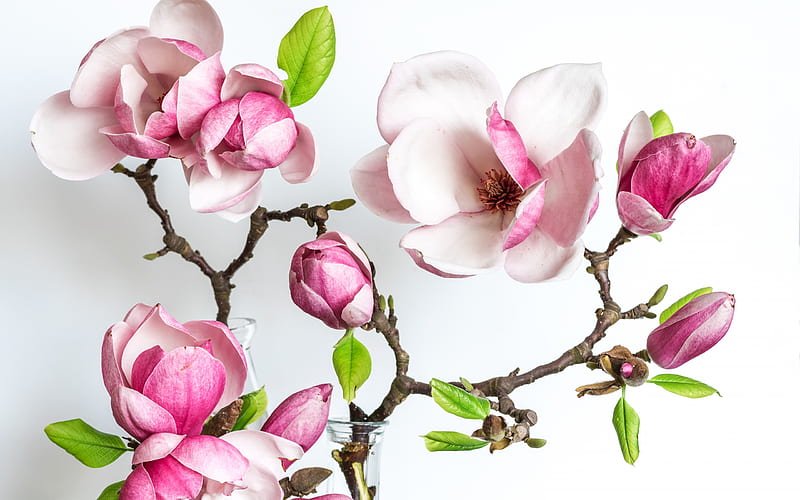 Magnolia, flower, spring, white, branch, HD wallpaper