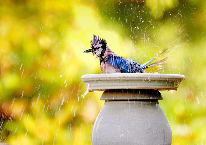 rain bath, birdbath, bluejay, garden, rain, songbird, HD wallpaper