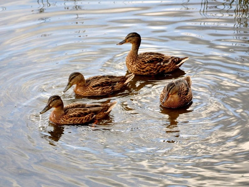 Ducks in a pond, pond, water, bird, ducks, animal, HD wallpaper | Peakpx