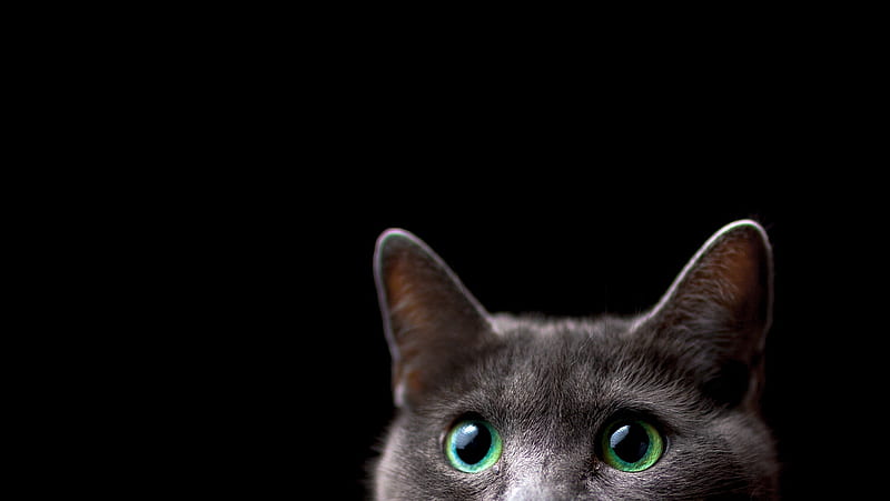I see you!, green, black, cat, eyes, animal, pisica, HD wallpaper