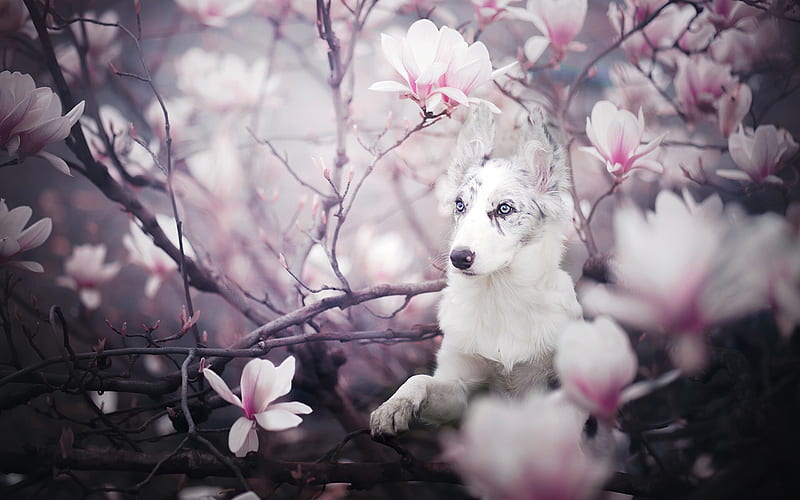 Border Collie, spring, pets, cute animals, dogs, Border Collie Dog, HD wallpaper
