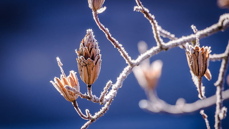 Frost snap, cold, frost, brown, plant, ice, branch, winter, HD wallpaper