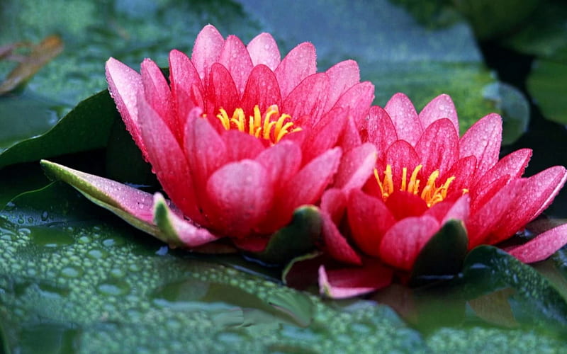 SPRING BLOSSOMS, pond, water, pads, lotus, HD wallpaper