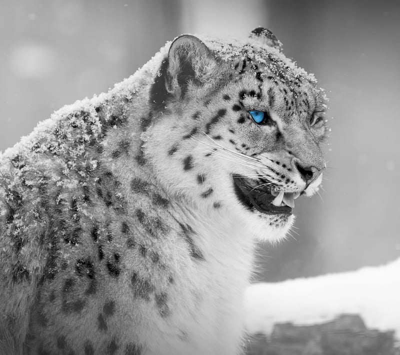 Snow Leopard, animal, cat, HD wallpaper