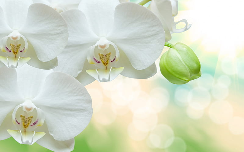 white orchids, tropical flowers, white flowers, orchids, HD wallpaper