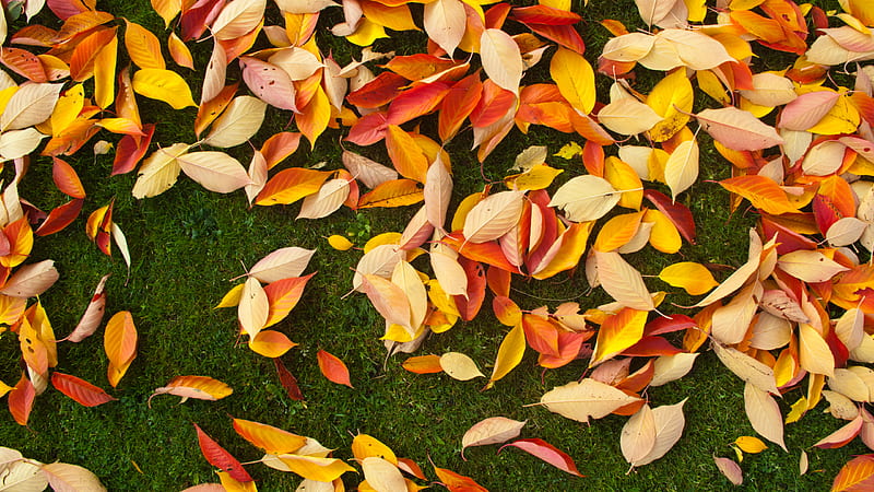 dried leaves on grass, HD wallpaper